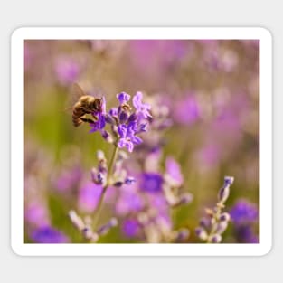 Honeybee on a lavender flower Sticker